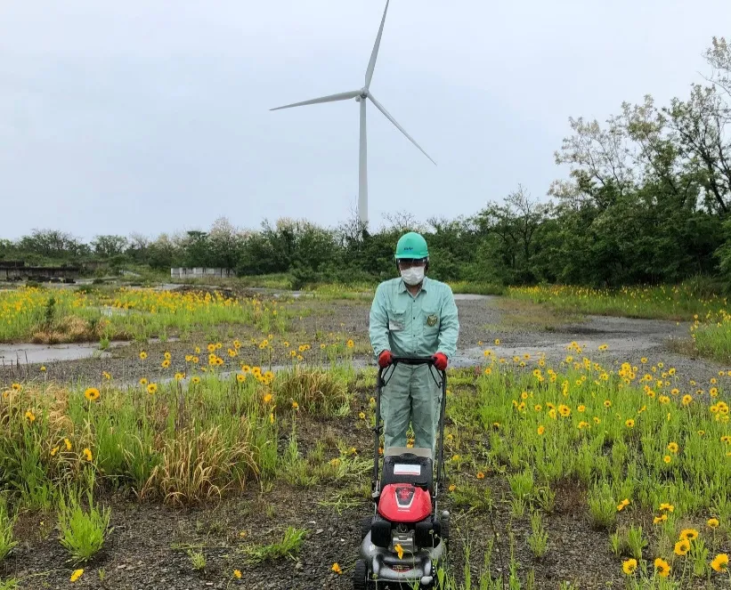 Removal of the invasive Coreopsis lanceolata (Eagle Highcast Co., Ltd.)